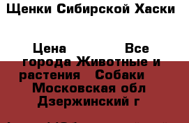 Щенки Сибирской Хаски › Цена ­ 20 000 - Все города Животные и растения » Собаки   . Московская обл.,Дзержинский г.